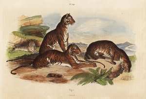 Tijgers, Panthera tigris, bedreigd