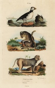 Toque makaak, Macaca sinica, bedreigd, resusaap, Macaca mulatta, en papegaaiduiker, Aethia psittacula door Unbekannt