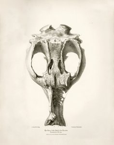 Toxodon Crane, een prehistorisch dier gevonden door Charles Darwin nabij Montevideo, Uruguay tijdens zijn ontdekkingsreis aan boord van de Beagle. The Zoology of the voyage of H.M.S. Beagle onder het bevel van kapitein Fitzroy tijdens de jaren 1832 tot 183