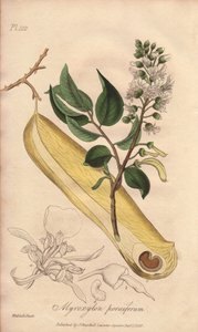Koortsboom (Myroxylon peruiferum) - Sterk Water door William Clarke ter illustratie van 