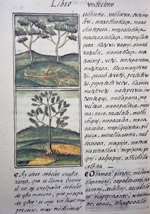 Bomen, wilde cipressen en sparren, pagina uit de Florentijnse Codex, tweetalige versie in Spaans en Nahuatl, Algemene Geschiedenis van de Dingen van Nieuw-Spanje door William M. Timlin