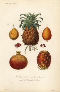 Tropische vruchten, fruits de serre chaude ou temperee door Unbekannt