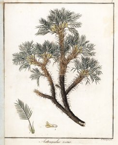 True Astragalus - Lithografie door F. Guimpel, uit medische botanie door Friedrich Gottlob Haynes (1763-1832), Berlijn