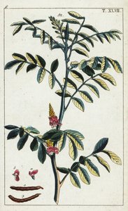 Indigofera tinctoria door Unbekannter Künstler