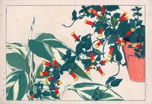 Tweekleurige manettie in pot en dicadame of kruid met pijlen. Vuurwerkklimplant, Manettia bicolor, in een bloempot en pijlwortel, Maranta arundinacea. Handgekleurde houtsnede uit Konan Tanigami