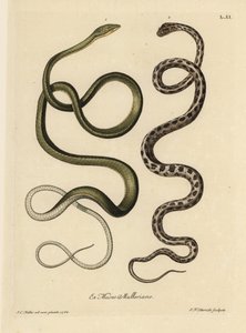 Twee Surinaamse slangen: Groene slang (Maleise groene zweepslang, Ahaetulla mycterizans?) en geblokte kousenbandslang, Thamnophis marcianus. De groene slang van Suriname, Coluber mycterizans, een witte slang elegant bevlekt met zwart in een blokpatroon. Ha door Unbekannter Künstler