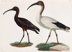 Twee kleurenillustraties van vogels door Unbekannt