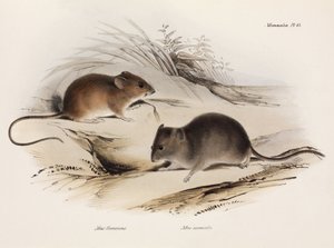Twee soorten muizen, Zuid-Amerika