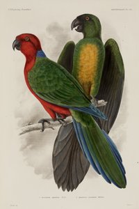 Twee soorten papegaai, Fiji