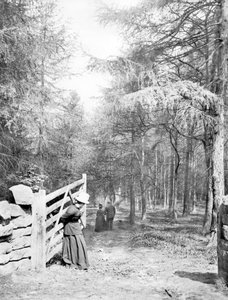 Verenigd Koninkrijk: Eaton Woods, ca. 1890 door Unbekannt