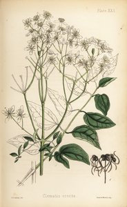 Rechte bosrank, Clematis recta (Clematis erecta). Handgekleurde lithografie door Henry Sowerby uit Edward Hamilton