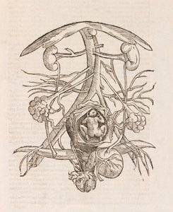 Uterus met een foetus door Unbekannt