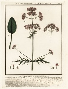 Valeriaan, Valeriana dioica