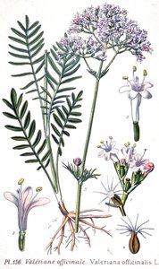 Valeriaan officinale door Unbekannter Künstler