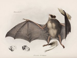 Vampier vleermuis, Zuid-Amerika, ca. 1832-1836