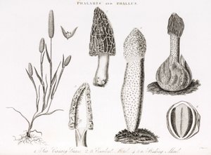 Variëteit van gras phalaris aquatica en morieljes