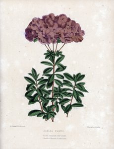 Variëteit van Azalea marvel, met kleine half-dubbele bloemen van het type Amcena, lichtpaarse kleur door Unbekannter Künstler