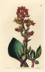 Varieteit van Echeveria (vetplant uit Amerika) - Scherpbladige echeveria, Echeveria acutifolia. Handgekleurde kopergravure door George Barclay naar een illustratie van Miss Sarah Drake uit Edwards