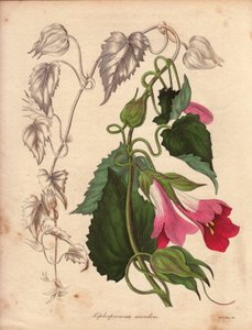 Variëteit van Lophospermum (L.Scandens), klimmend met roze en paarse bloemen. Soort ontdekt door Mr. Bates, zeer wijdverspreid in de struiken van Mexico. Deze plant werd gekweekt in de collectie van Charles Tayleure en was aanwezig in de Botanische Tuin in door Unbekannter Künstler