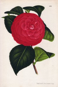 Variëteit van hybride camelia