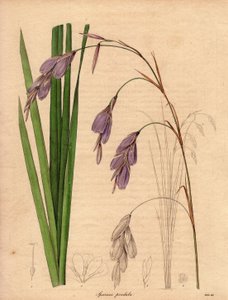 Variëteit van iris (Sparaxis pendula), genaamd Harlekijnbloem, inheems in Zuid-Afrika, met hangende bloemen van lila kleur. Illustratie door R. Mills (actief 1836-1842), in The Botanist, serie door Benjamin Maund in vijf delen, gepubliceerd tussen 1836 en  door Unbekannter Künstler