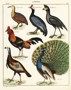Variëteiten van vogels