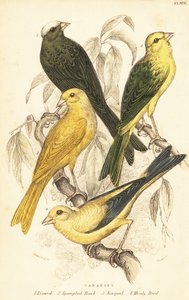 Variëteiten van kanaries, Serinus canaria domestica door Unbekannter Künstler