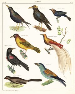 Variëteiten van exotische vogels