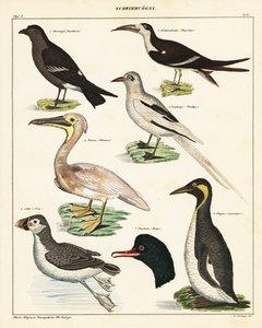 Verscheidenheid aan zeevogels (lithografie) door Unbekannter Künstler