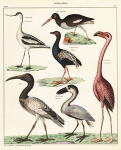 Variëteiten van waadvogels