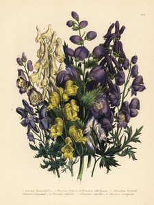 Verschillende soorten monnikskap, Aconitum heterophyllum, gele monnikskap, A. anthora, lichtgele monnikskap, A. ochroleucumum, Karpatische paarse wolfskers, paniek monnikskap, A. paniculatum, A. versicolor, gewone monnikskap, A. napellus, en A. variegatum.