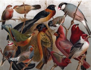 Verschillende vogels, ca. 1900 (gravure)