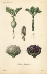 Groenten