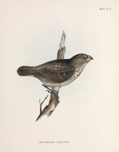 Vegetarische vink, Galapagos-eilanden, ca. 1832-1836 door Unbekannt
