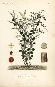 Fluweelblad of abuta, Cissampelos pareira