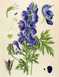 Giftige en geneeskrachtige plant: Aconitum napellus door Unbekannter Künstler