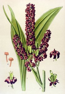 Giftige plant: zwarte nieswortel (Veratrum nigrum) door Unbekannter Künstler