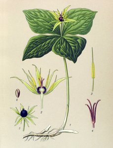Giftige plant: Vierbladige parel (Paris quadrifolia) door Unbekannter Künstler