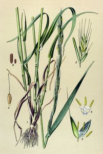 Giftige plant: dronken dolik (Lolium temulentum)