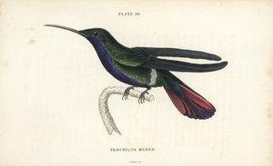 Veraguan mango, Anthracothorax veraguensis (Mangokolibrie, Trochilus mango) - William Jardine