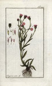 Vergerette acre (Erigeron acris). Lithografie uit “Afbeelding der Artseny-Gewassen” door Johannes Zorn (1739-1799), Nederland door Unbekannter Künstler