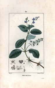 Veronique des ruisseaux ou cress de cheval of salade de chouette - Gravure door Lambert fils, naar een tekening van Pierre Jean Francois Turpin, uit La flore medicale, de Chaumeton, Poiret et Chamberet, Parijs 1830 - Beekpunge of Europese speenkruid door Unbekannter Künstler