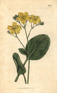Villardie - Villarsia ovata (Ovaalbladige kaapse waterdrieblad, Menyanthes ovata) door Unbekannter Künstler