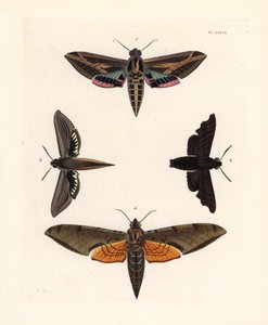 Wijnstok sfinx mot, Eummorpha vitis 1, treurige sfinx, Enyo lugubris 2, tersa sfinx, Xylophanes tersa 3, en gestreepte sfinx, Proambulyx strigilis 4. Handgekleurde lithografie uit John O. Westwood