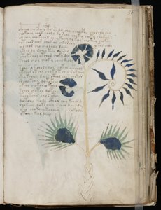 Voynich Manuscript folio 56r, ca. 1500