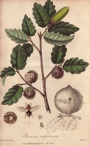 Wales Eik (Quercus infectoria) - Sterk water door William Clarke ter illustratie van 