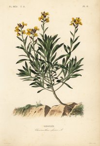 Muurbloem, Erysimum cheiri door Unbekannt