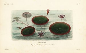 Waterschild, Brasenia schreberi door Unbekannt