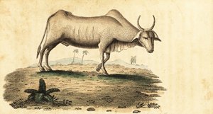 Waterbuffel, Bubalus bubalus, 1800 (gravure) door Unbekannter Künstler