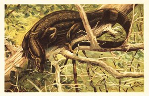 Watermonitor, Varanus salvator door Unbekannter Künstler